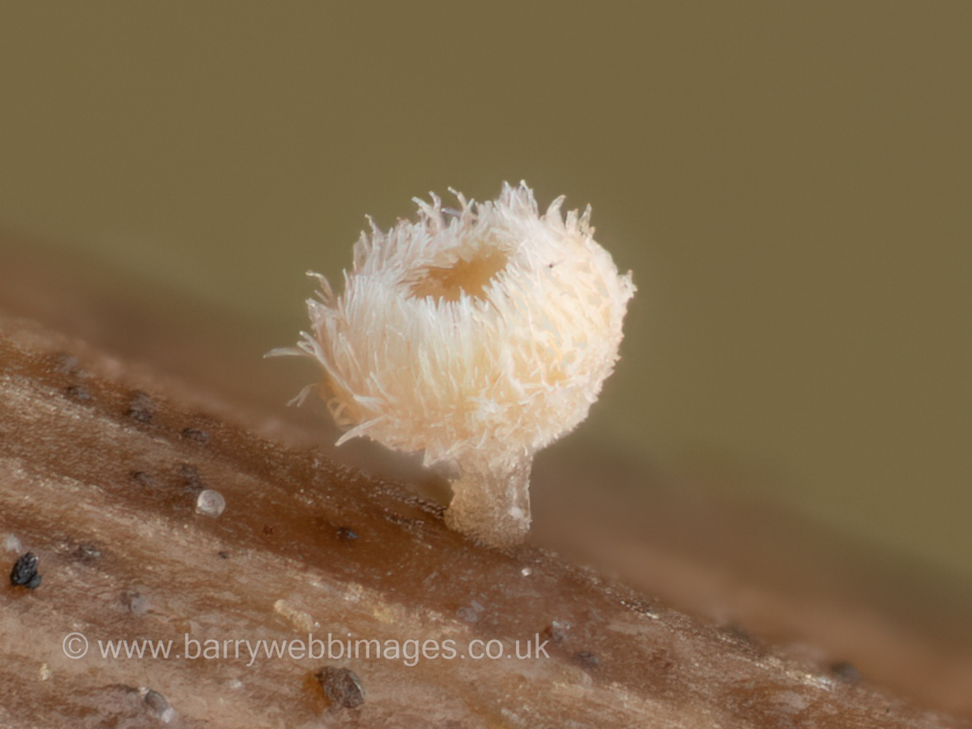 Photo © Barry Webb FRPS Lachnum apalum by Barry Webb FRPS